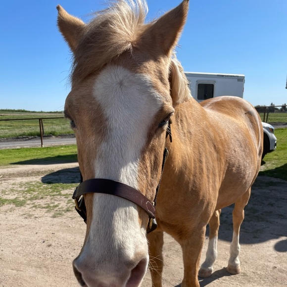 Meet your Posher, Peyton - Picture 1 of 1